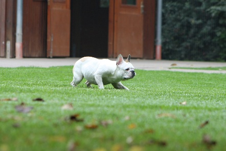 Hundewiese Eickhorst